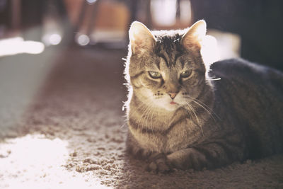 Close-up portrait of cat