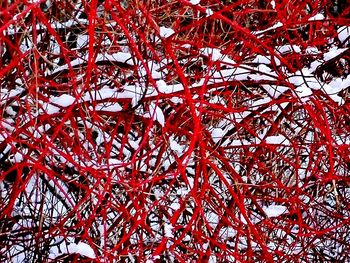 Low angle view of red leaves on tree during winter