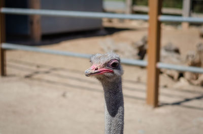 Close-up of a bird