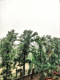 Low angle view of trees against sky