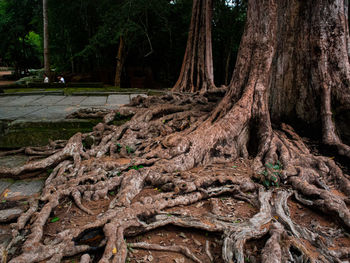 Trees growing in forest