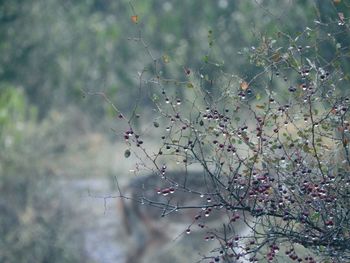 Close-up of lizard on tree