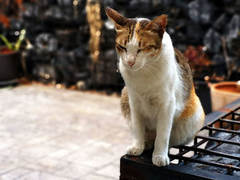 Cat sitting on looking away