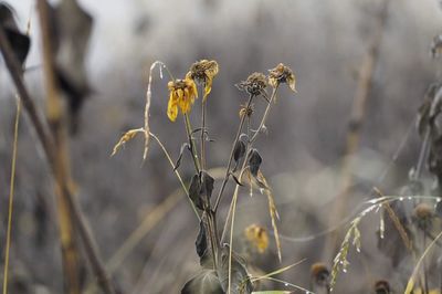 Close-up of wilted plant on field