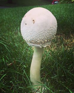 Close-up of mushroom growing on field