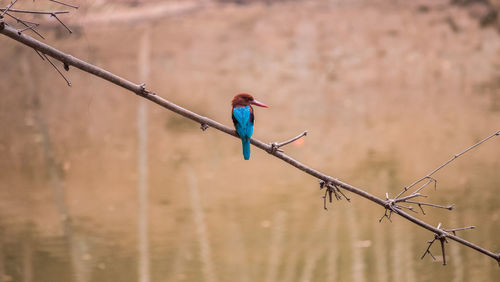 View of bird perching on barbed wire