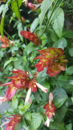 Close-up of red flowers