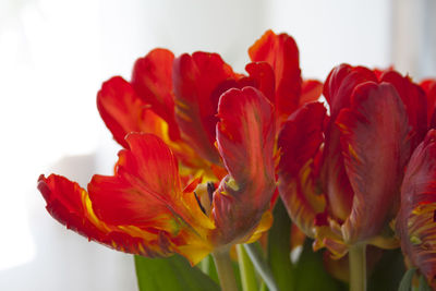 Close-up of red rose against white background