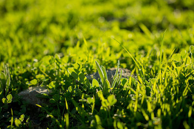 Close-up of fresh green grass