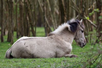 Horse lying on grassy field against trees in forest