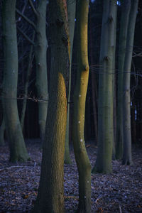 View of trees in the forest