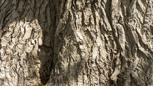 Full frame shot of tree trunk