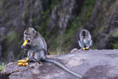 Monkeys eating bananas on rock