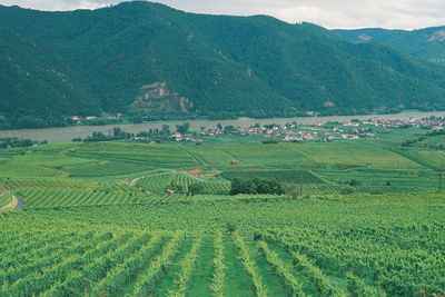 Scenic view of agricultural field