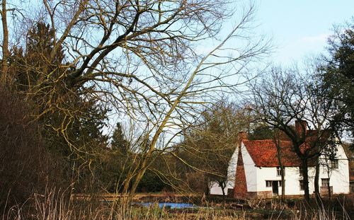 Bare trees against buildings