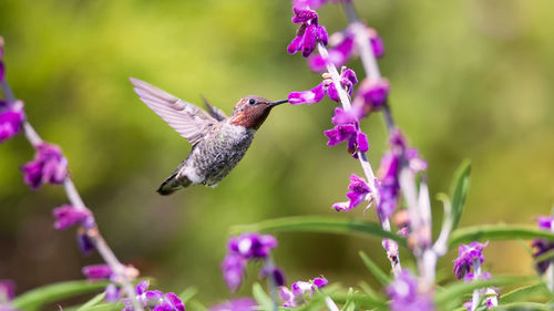 Bird flying over pink flowering plant