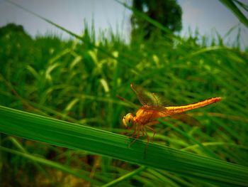 Close-up of insect on grass