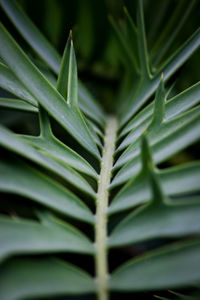 Full frame shot of plants