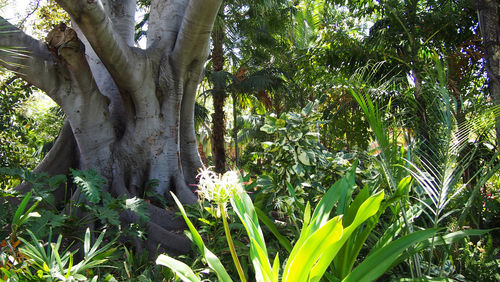 Plants growing on tree trunk