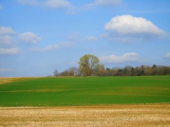 Scenic view of field against sky