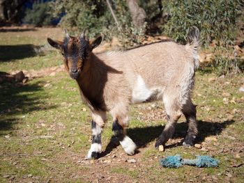 Portrait of kid goat standing on field during sunny day