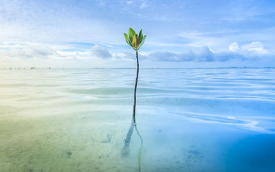 Plant in sea against sky