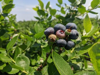 Close-up of blackberries growing on tree