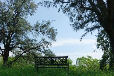 Empty bench by trees on grassy field