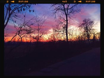 Silhouette of trees at sunset