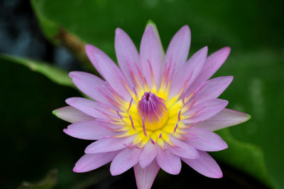 Close-up of bee pollinating flower