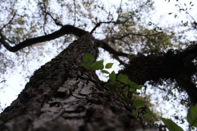 Low angle view of flower tree