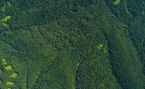 High angle view of plants growing on field