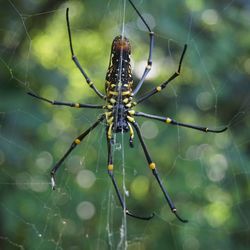 Close-up of spider on web