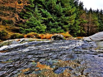 Scenic view of waterfall in forest