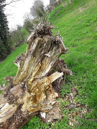 Tree stump in forest