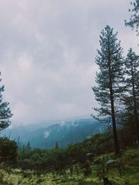 Scenic view of pine trees against sky