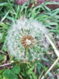 Close-up of dandelion on field