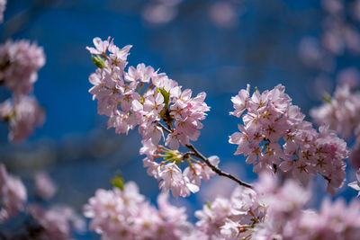 Close-up of pink cherry blossoms