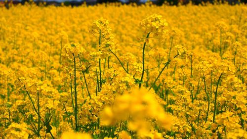 Yellow flowers growing in field