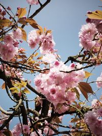 Low angle view of pink blossoms against sky