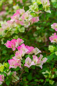 Close-up of pink flowering plant