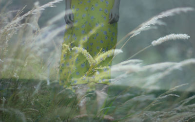 Close-up of green plant on field