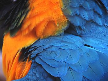 Macaw plumage  