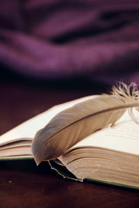 Close-up of feather in open book
