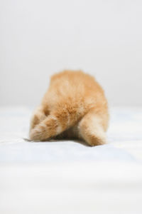 Close-up of cat against white background