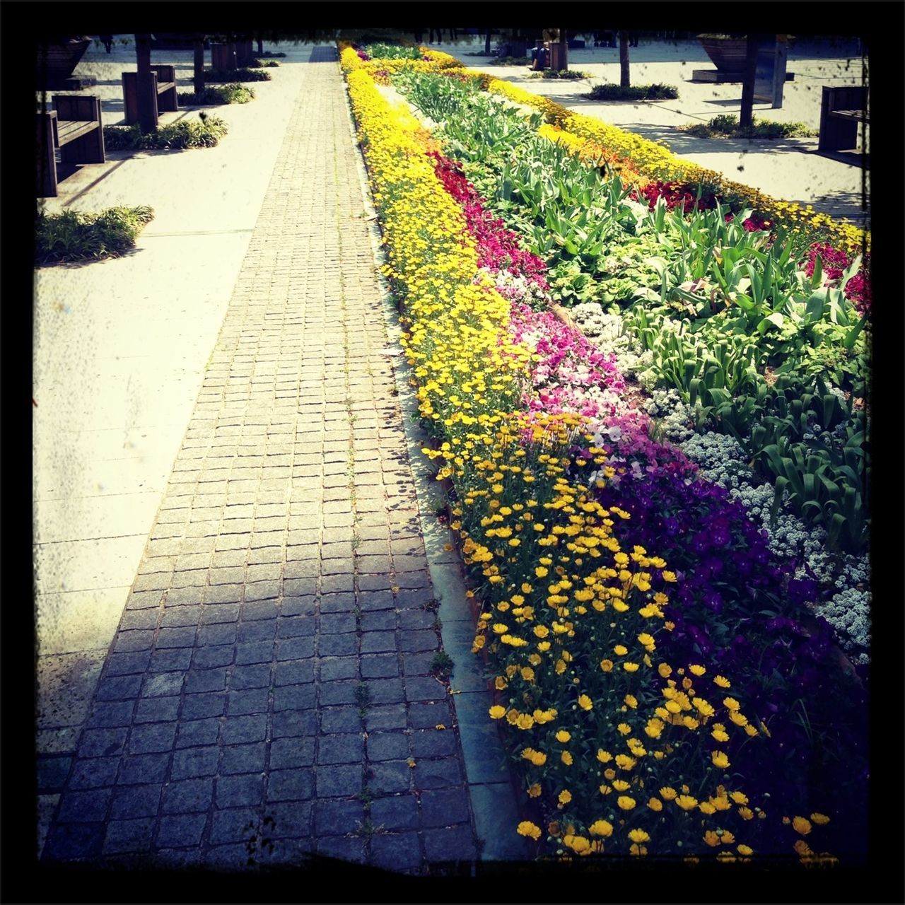 transfer print, auto post production filter, flower, multi colored, abundance, the way forward, high angle view, in a row, diminishing perspective, outdoors, day, street, cobblestone, no people, footpath, red, plant, variation, flowerbed, colorful