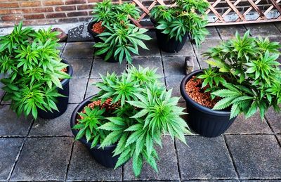 High angle view of potted plants on table