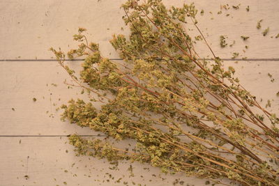 High angle view of plant on land