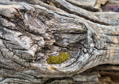 Close-up of tree trunk