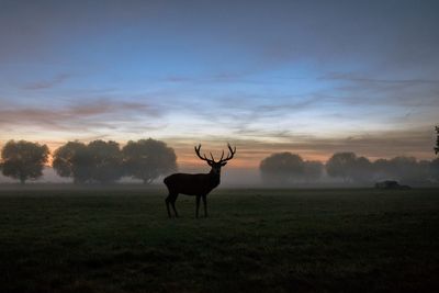 Deer on grassy field against sky during sunset 